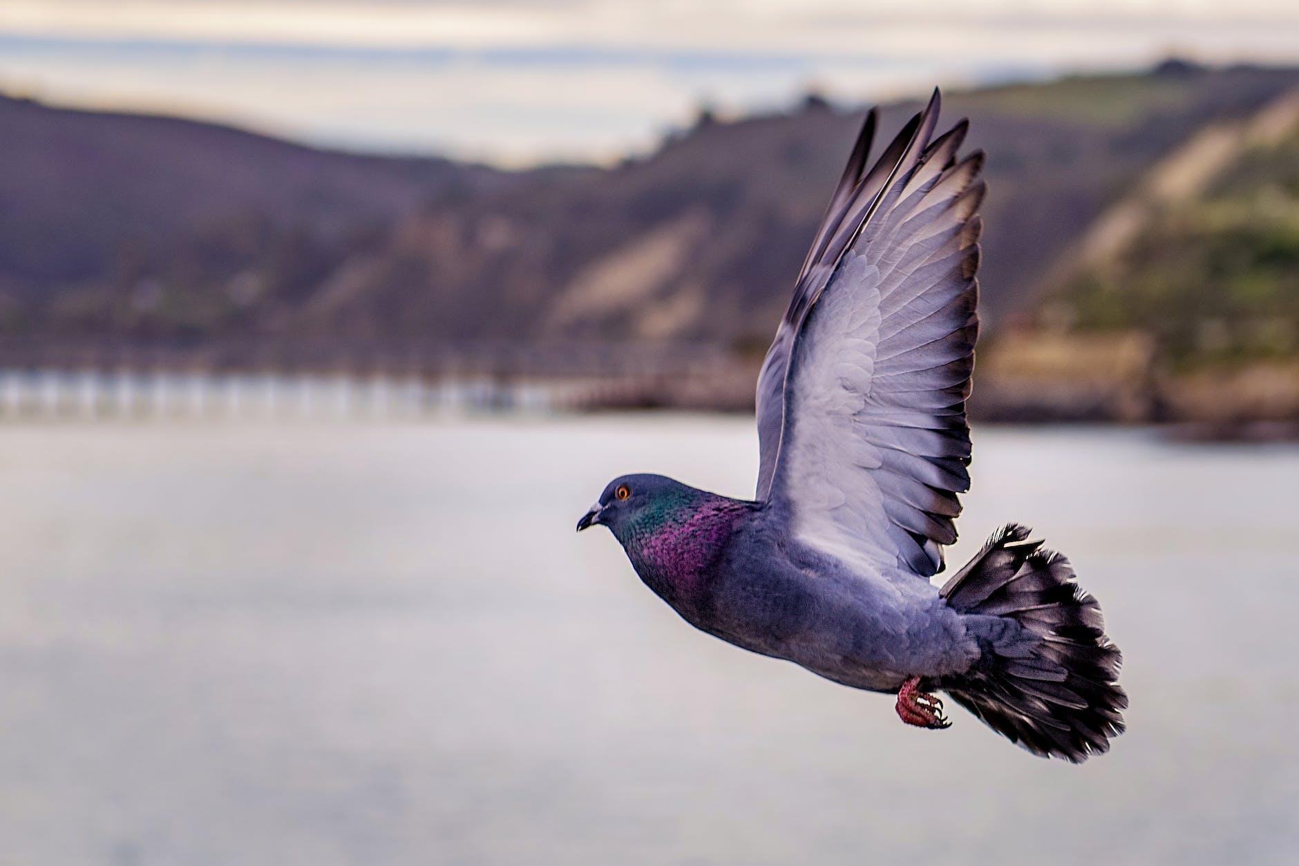 close up photography of flying pigeon